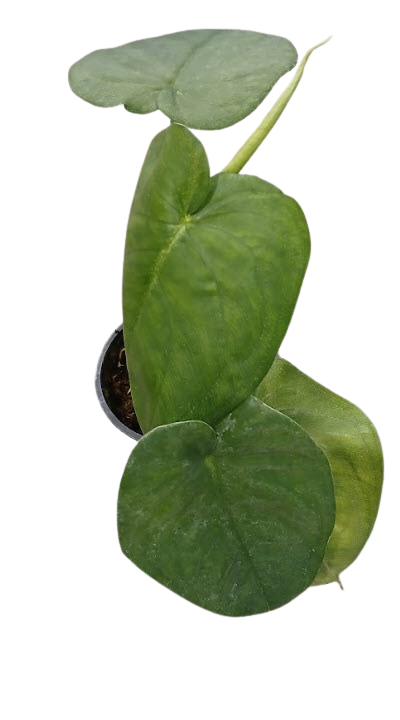 4" Syngonium Chiapense Ice Frost